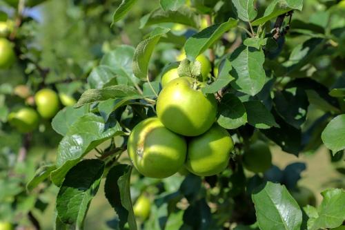 Holiday Home Villa Sara - image 13