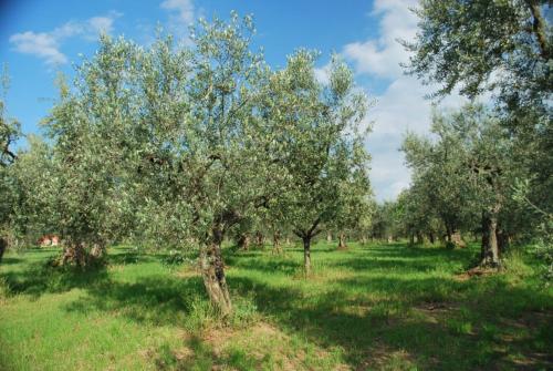  Dante/Pino in Tocco da Casauria