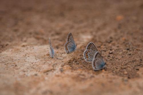 JELA NATURAL RESORT - main image