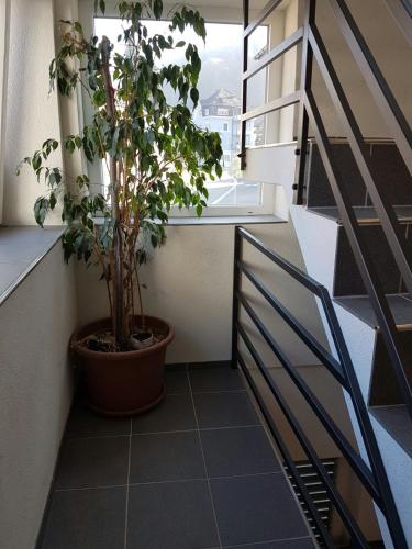 London Apartments in Rheineck