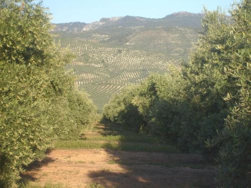  Cortijo El Derramadero in Villacarrillo