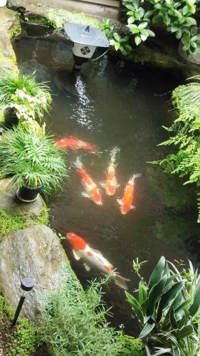View, Walking Pilgrimage Hotel Tokiwa Ryokan in Ozu