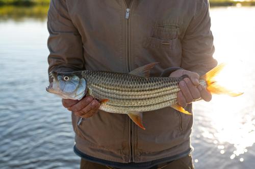 Ichingo Chobe River Lodge by Mantis