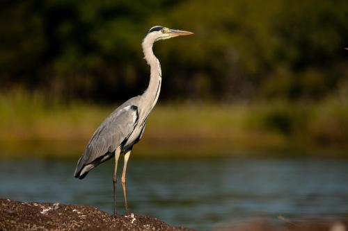 Ichingo Chobe River Lodge by Mantis