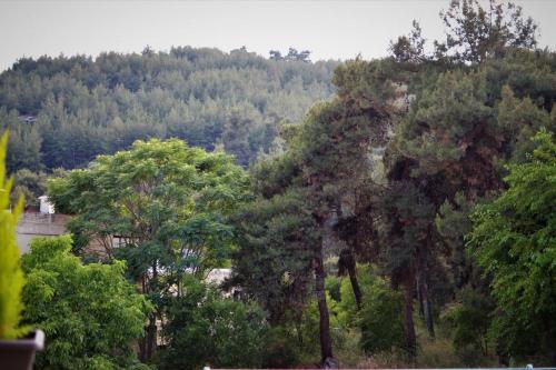 Forest 22 in Kavala