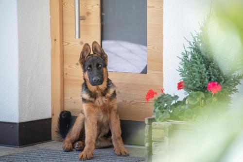 Forchnerhof-App Rienzschlucht