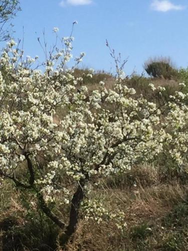  Las Persianas Azules in Vélez Rubio