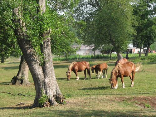 Strefa Kampinos