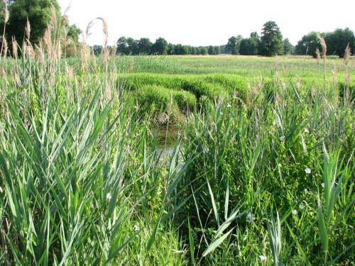 Strefa Kampinos