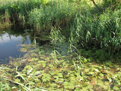 Strefa Kampinos