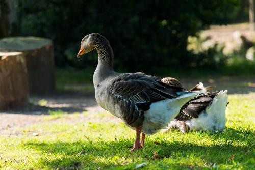 Chateau De La Plinguetiere near Nantes Atlantique repülőtér