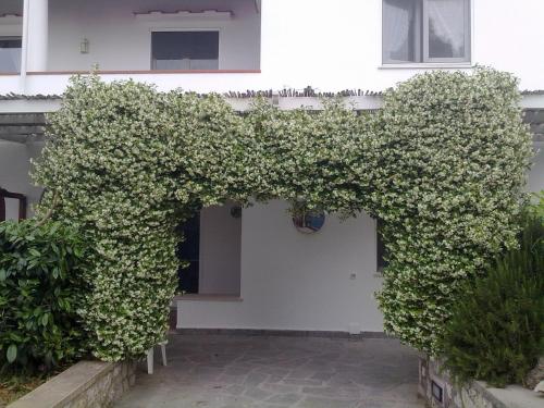 Bejárat, Il Merlo in Anacapri