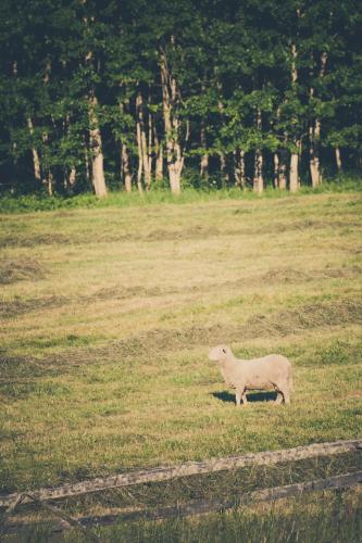 สภาพแวดล้อมโดยรอบ, Chalupa Otava in ดโลฮาเวส