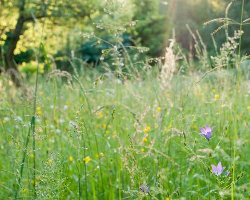 สภาพแวดล้อมโดยรอบ, Chalupa Otava in ดโลฮาเวส