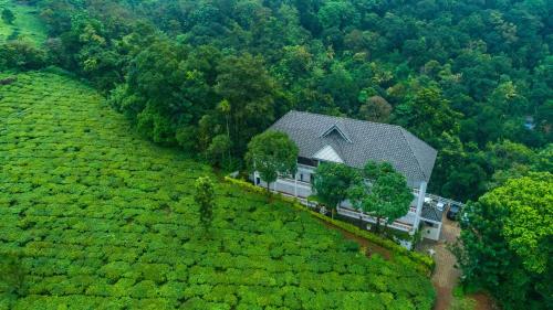 Tea Harvester