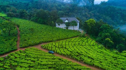 Tea Harvester