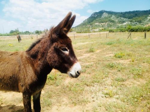 Finca Can Paulino - image 11