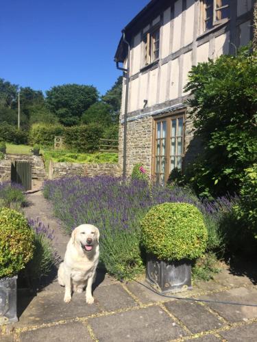 Jardín, Lower House Farm B&B, Herefordshire in Worcestershire