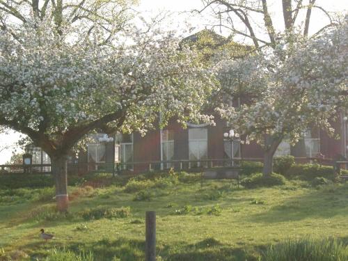 De Os en het Paard - image 11