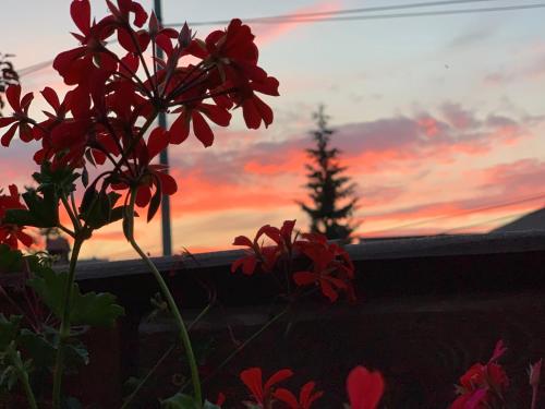 Apartamente-Garden Apart Predeal -with Mountain view - image 13