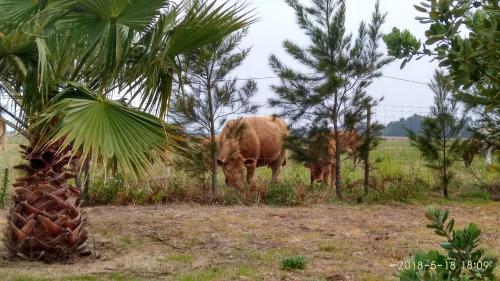  O Monte da Estrada in Zambujeira do Mar