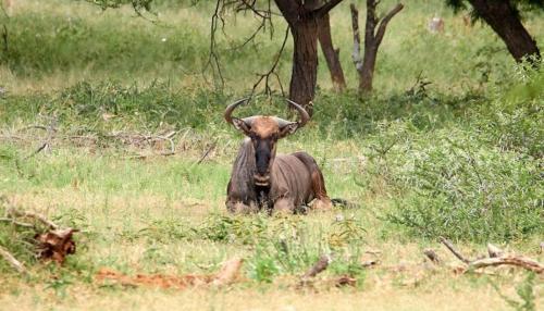 Phumelo Lodge