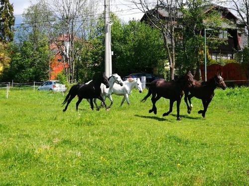 Penzión Monty Ranch Vysoké Tatry Štôla