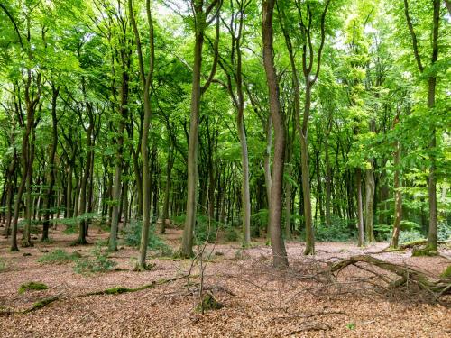 Surrounding environment, Villa Ferialis in Xanten