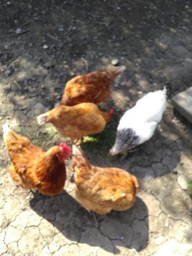 Little Owls Nest Holiday Home Little Owls Nest Holiday Home