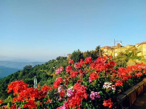 Навколишнє середовище, B&B Antonella in Perito