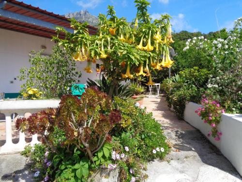 Residence Limoneto Ischia