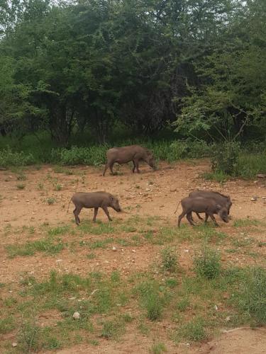 At Rest Bushstay At Rest Bushstay