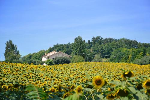  LE PIUME B&B, Pension in Cupramontana