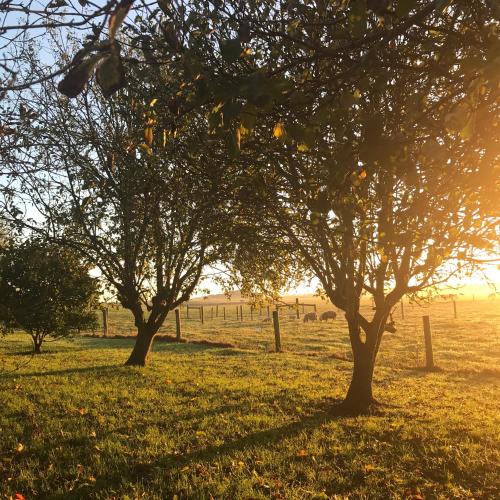 المنطقة المحيطة, Langleys Port Campbell Hobby Farm in أخرى