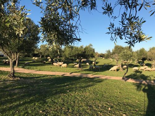 Agriturismo Is Conchisceddas