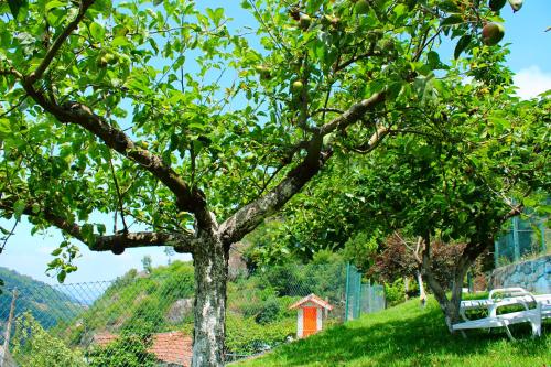  Quinta Encosta do Marao in Carneiro