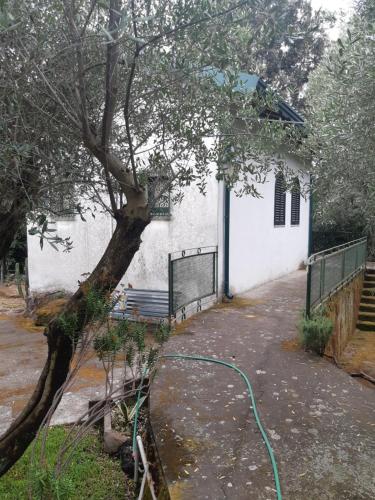Il giardino delle agave