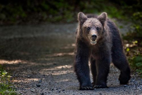  Apartmani Kanjer 1 Delnice in Delnice