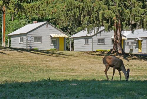 Idle A While Cabins - image 4