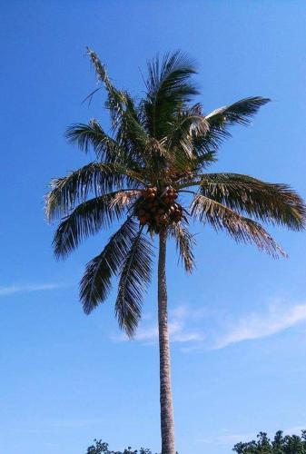 . Palm Tree Lodge Kosi Bay
