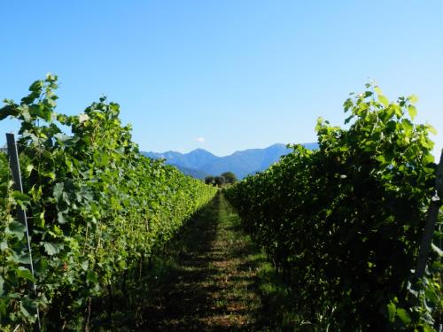 Agriturismo Fioralba