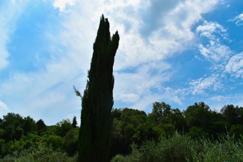 Mezzano In Chianti