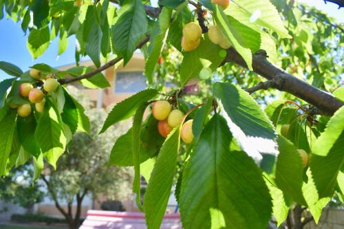 Villa Dolphin Apartments - main image