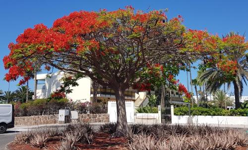 VIP Apartamentos Nogal- Adults Only - image 7