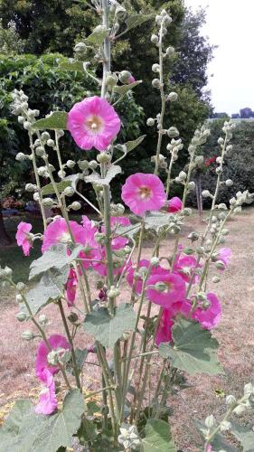 Chambres d'Hôtes du Bernès chambre d'hôte Gazaupouy