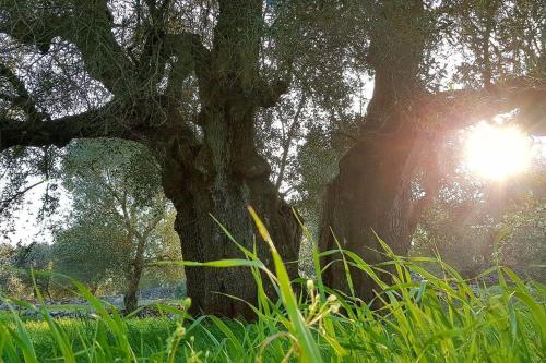 CASETTA PRIMAVERA un oasi di relax fra gli ulivi