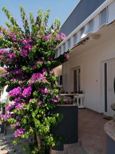  Apartment Šime Bibinje in Bibinje