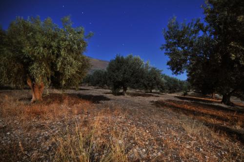 Villa in the Olive Trees