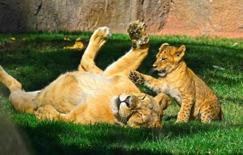 Bioparc Metro Valencia, Walencja (zdjęcie 9)
