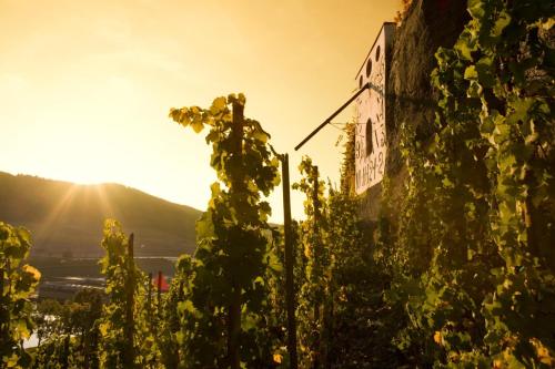 Rochter Landhotel - Accommodation - Zeltingen-Rachtig